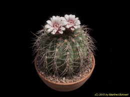 Gymnocalycium cardenasianum 172